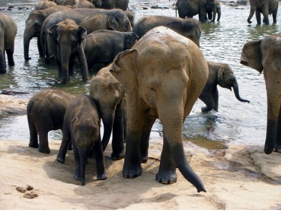 世界自然遺産ホートンプレインズ＆世界文化遺産キャンディ　1泊2日宿泊ツアー ＜貸切／日本語ガイド＞