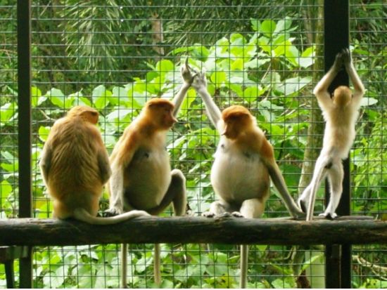 【コタキナバル発】コタキナバル市内観光とロッカウイ動物園ツアー＜1日／日本語または英語ガイド／昼食付＞