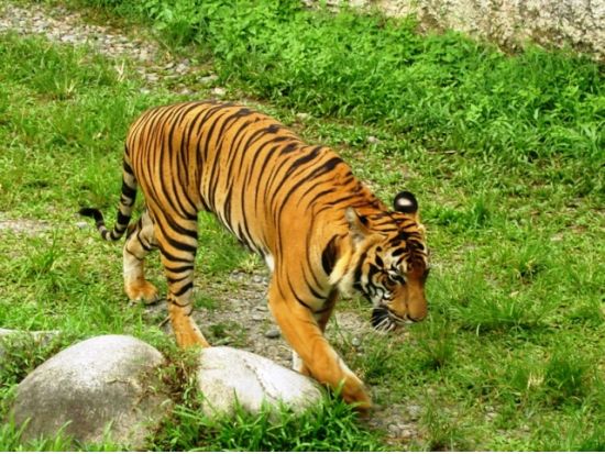 【コタキナバル発】コタキナバル市内観光とロッカウイ動物園ツアー＜1日／日本語または英語ガイド／昼食付＞