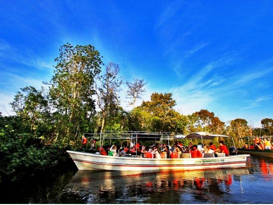 ボルネオ島リバークルーズ　テングザル・ホタル鑑賞＜日本語または英語ガイド／マレー料理ビュッフェディナー／コタキナバル発＞