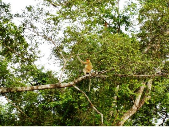 ボルネオ島リバークルーズ　テングザル・ホタル鑑賞＜日本語または英語ガイド／マレー料理ビュッフェディナー／コタキナバル発＞