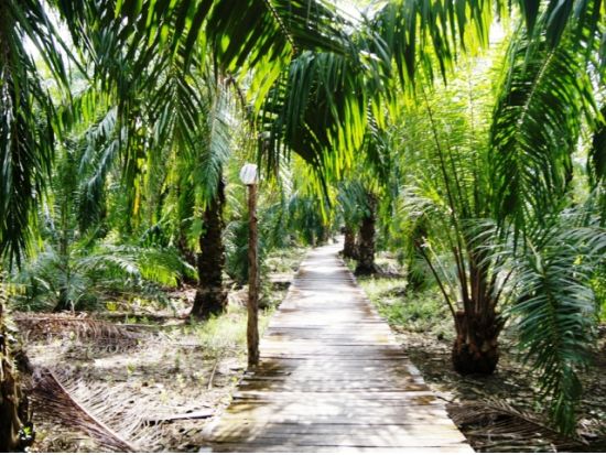 ボルネオ島リバークルーズ　テングザル・ホタル鑑賞＜日本語または英語ガイド／マレー料理ビュッフェディナー／コタキナバル発＞