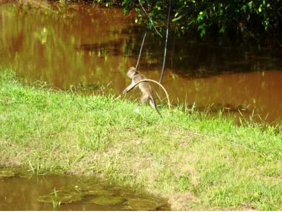 ボルネオ島リバークルーズ　テングザル・ホタル鑑賞＜日本語または英語ガイド／マレー料理ビュッフェディナー／コタキナバル発＞