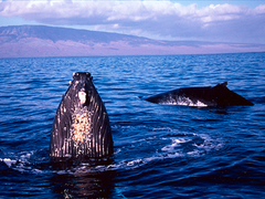 Whale2