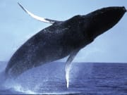 Whale9