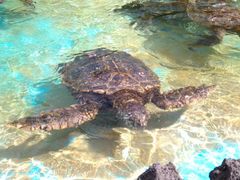 SLP_Turtle2