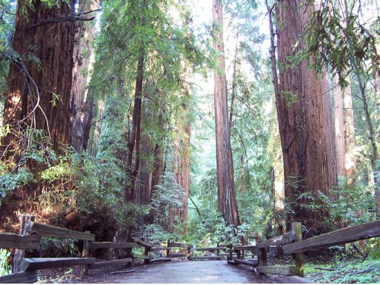 ミュアウッズ国定公園 半日観光ツアー　巨樹のレッドウッドに囲まれてリフレッシュ＜英語ガイド＞
