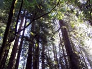 Muir Woods Redwoods