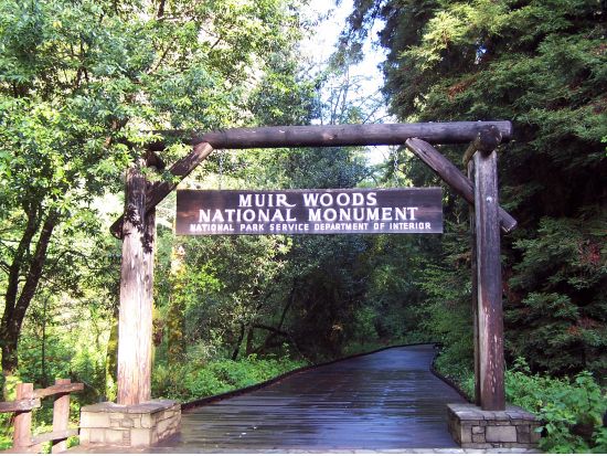 ミュアウッズ国定公園 半日観光ツアー　巨樹のレッドウッドに囲まれてリフレッシュ＜英語ガイド＞