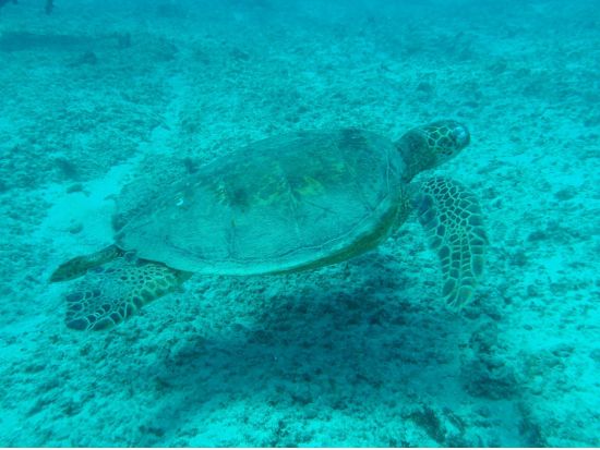 ハワイ島 グラストムクルーズ　濡れずに楽しめるマリンアクティビティ！小さなお子様も参加可能＜ワイコロア発／英語ガイド＞
