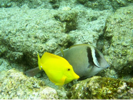 ハワイ島 グラストムクルーズ　濡れずに楽しめるマリンアクティビティ！小さなお子様も参加可能＜ワイコロア発／英語ガイド＞
