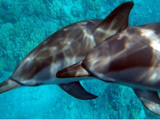 ケアウホウ湾シーカヤック＆シュノーケルツアー　海中洞窟探検プランあり　＜早朝・午前／日本語ガイド＞by キング・カヤック・ハワイ