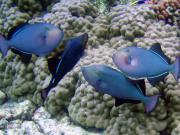 Purple_Fish_Coral