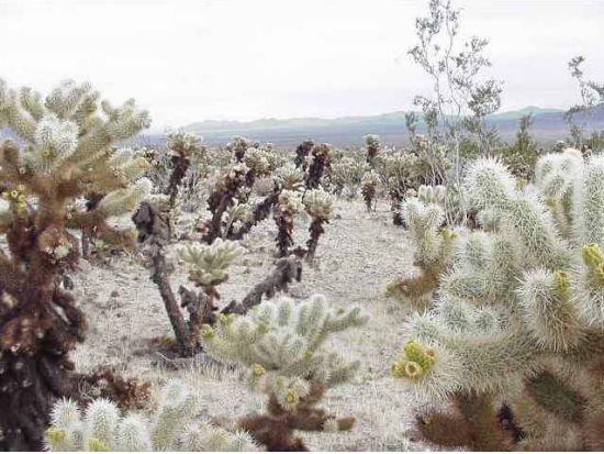 ジョシュアツリー国立公園 日帰り観光ツアー　砂漠の中のリゾートパームスプリングス立ち寄り ＜日本語ガイド＞
