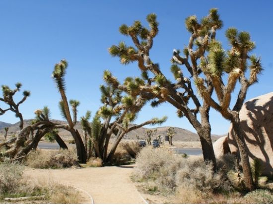 ジョシュアツリー国立公園 日帰り観光ツアー　砂漠の中のリゾートパームスプリングス立ち寄り ＜日本語ガイド＞