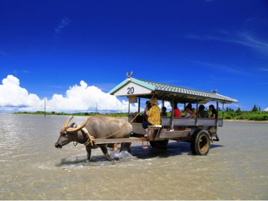 西表・由布島めぐり日帰りツアー 西表島マングローブ遊覧＋由布島水牛渡し＋由布島観光 昼食付きプランも選べる＜1日or半日／石垣島発＞