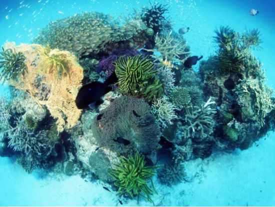 西表・由布・竹富島めぐり日帰りツアー マングローブ遊覧+水牛車＜0歳から参加OK／1日／昼食／送迎＞