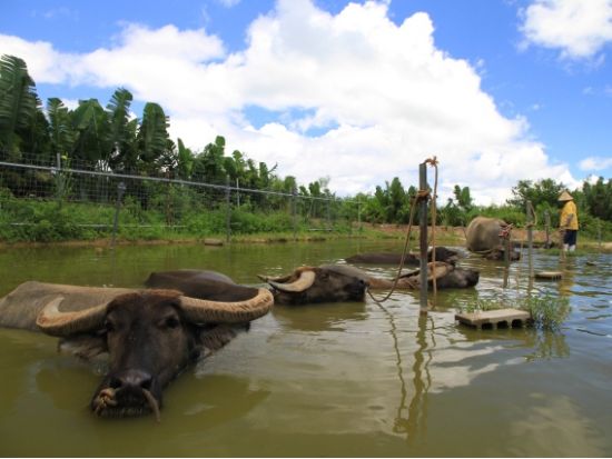 西表・由布・竹富島めぐり日帰りツアー マングローブ遊覧+水牛車＜0歳から参加OK／1日／昼食／送迎＞
