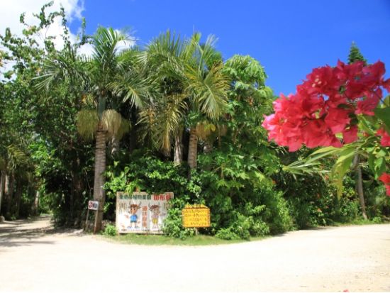 西表・由布・竹富島めぐり日帰りツアー マングローブ遊覧+水牛車＜0歳から参加OK／1日／昼食／送迎＞