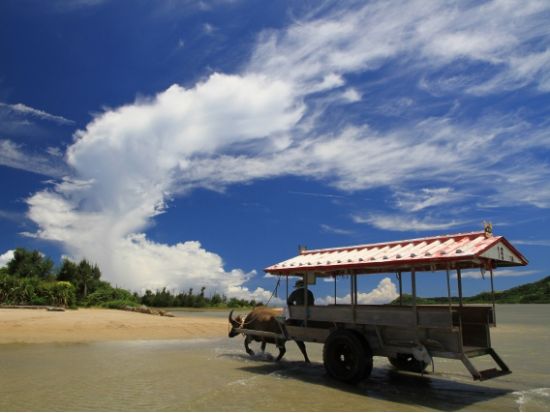 西表・由布・竹富島めぐり日帰りツアー マングローブ遊覧+水牛車＜0歳から参加OK／1日／昼食／送迎＞