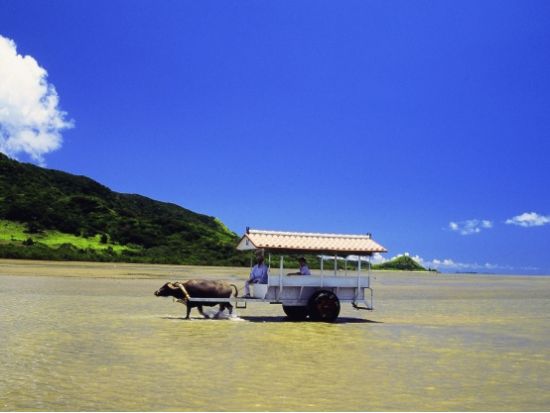 西表・由布・竹富島めぐり日帰りツアー マングローブ遊覧+水牛車＜0歳から参加OK／1日／昼食／送迎＞