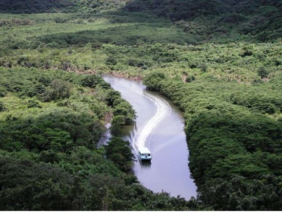 西表・由布島めぐり日帰りツアー 西表島マングローブ遊覧＋由布島水牛渡し＋由布島観光 昼食付きプランも選べる＜1日or半日／石垣島発＞