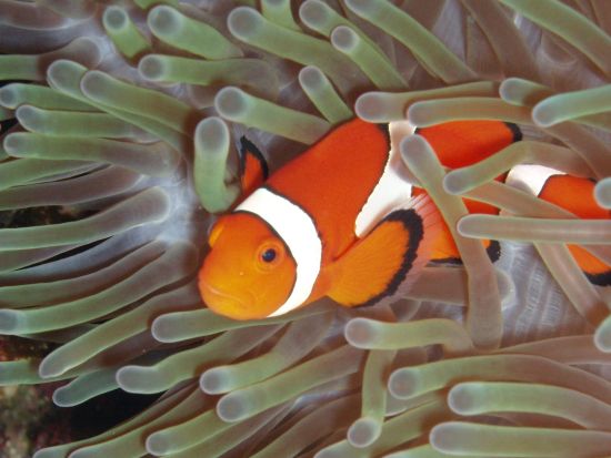 バラス島周辺シュノーケリングツアー　設備充実の大型クルーザー使用で船上も快適！ウミガメとの遭遇も高確率＜半日／西部地区送迎無料／西表島発＞