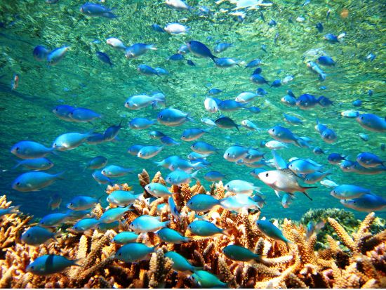 マングローブカヤック＋バラス島周辺シュノーケルツアー　沖縄県最長の川「浦内川」をカヌー！星砂の浜お散歩付き＜3～11月／昼食付／西表島発＞byクロスリバー