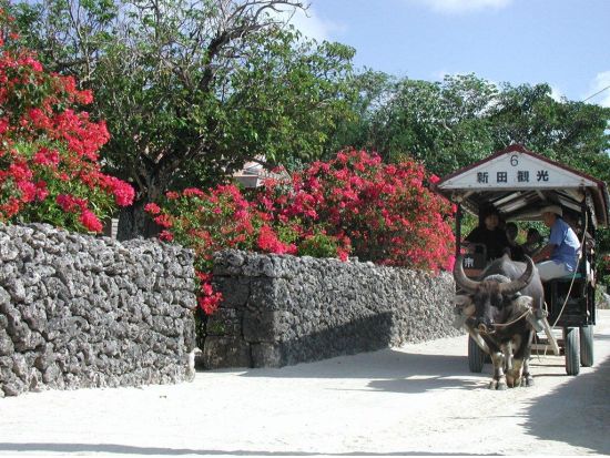 【ベストプライス】竹富島日帰り観光ツアー　水牛車で楽しむ竹富島での過ごし方＜半日／指定ホテルお送り＞