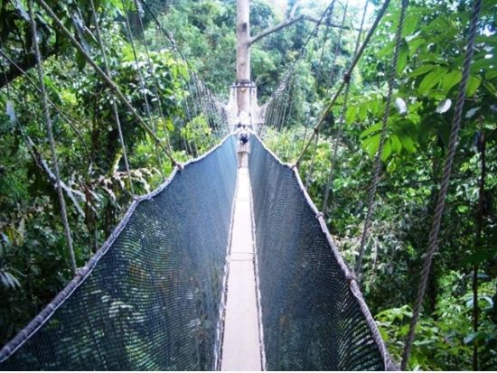 世界遺産キナバル公園観光ツアー　ポーリン温泉の足湯＆キャノピーウォーク体験 ＜昼食付き／日本語／コタキナバル発＞