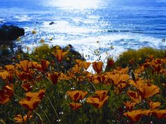 Monterey Field of California Poppys