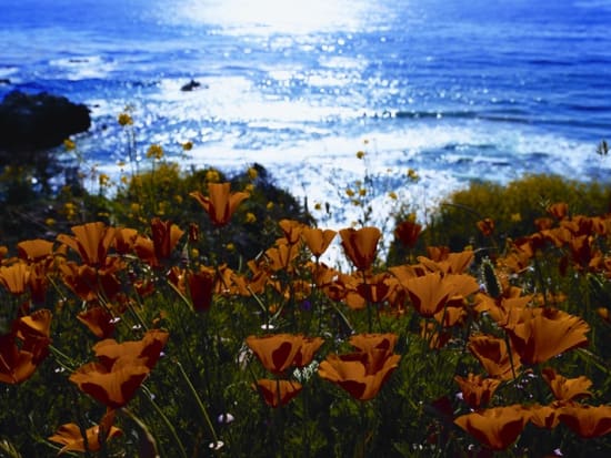 Monterey Field of California Poppys