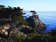 Monterey Lone Cypress