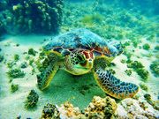 Turtle_Sassy