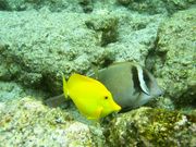 Yellow_Tang