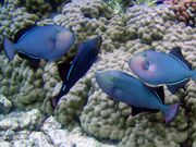 Purple_Fish_Coral
