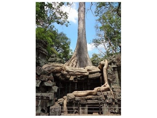 【混載】タ・プローム＋アンコール遺跡群小回りコース＜午前or午後／食事なし／日本語ガイド＞