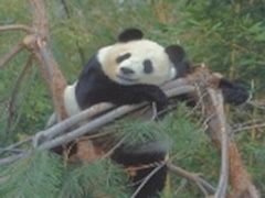 sandiegozoo