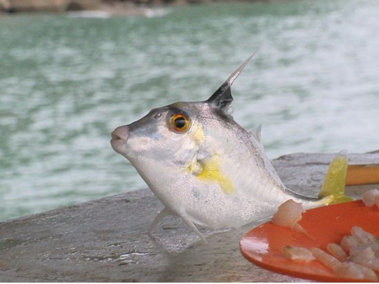 マラッカ海峡手釣り体験ツアー　無人ビーチでBBQランチあり ＜午前／ペナン発＞