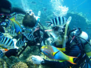 Kid friendly diving in Okinawa