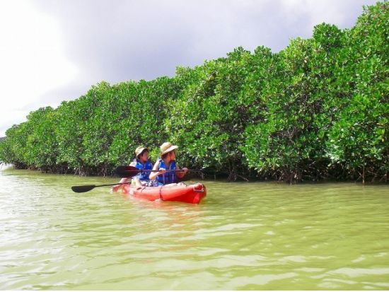 慶佐次川マングローブカヤックツアー 　沖縄本島最大規模のマングローブ群衆を誇るやんばるエリアで体験　3歳から参加可能＜やんばる（東村）＞by やんばる.クラブ