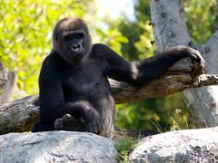 sdzoo03