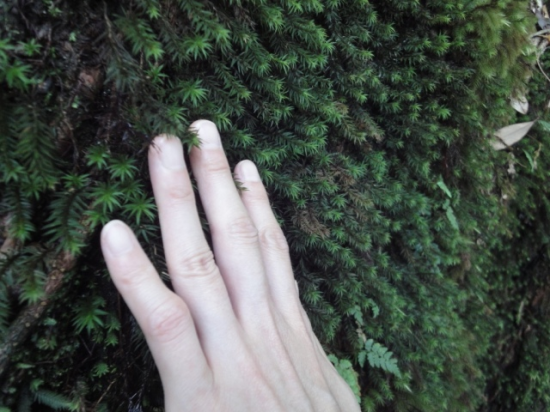 白谷雲水峡（太鼓岩まで）トレッキングツアー 午後の船や飛行機に間に合う早朝プランもあり 登山装備レンタル＆お弁当手配可能 by 屋久島ガイド21EC-K