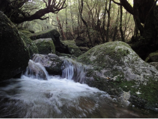 白谷雲水峡半日（苔むす森まで）トレッキングツアー  基本登山装備3点レンタル可能プランもあり by 屋久島ガイド21EC-K