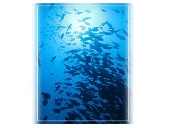 ファンダイビング　ブルー・コーナー／ニュー・ドロップオフなど有名スポット厳選！＜2ダイブ＞ by スプラッシュ