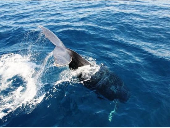 クジラとの遭遇率95％以上！シドニー ホエールウォッチング　観賞できるまで何度でも再乗船可能＜2024年5月18日～11月3日限定／午前・午後発＞