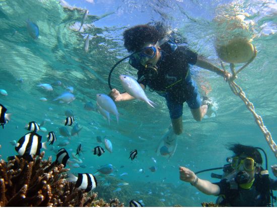 キッズ体験ダイビング お子様と体験する感動の水中世界！＜貸切／8歳以上／日本語インストラクター／1ビーチダイブ＞by アクアアカデミー