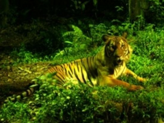 【貸切】ナイトサファリツアー　日本語音声トラム確約！トレイル散策＜日本語ガイド／ホテル送迎付き＞