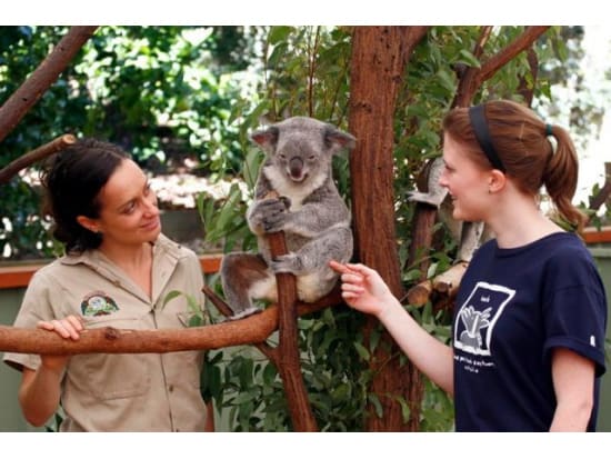 ローンパインコアラ保護区　入園チケット　動物たちと間近で触れ合える！