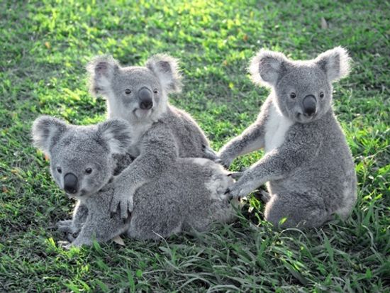 ローンパイン コアラサンクチュアリー お得な事前入園券予約 ゴールドコーストの観光 オプショナルツアー専門 Veltra ベルトラ ローンパイン コアラサンクチュアリー お得な事前入園券予約 ゴールドコーストの観光 オプショナルツアー専門 Veltra ベルトラ